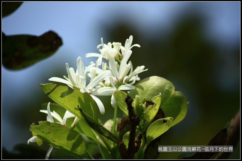 玉山公園流蘇花 (9).jpg