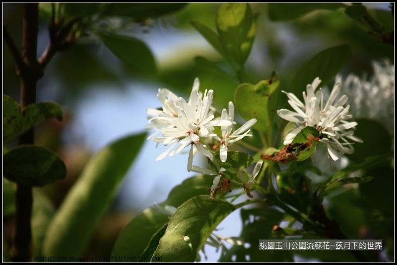 玉山公園流蘇花 (8).jpg