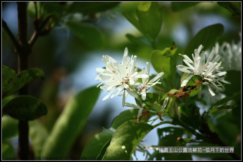 玉山公園流蘇花 (11).jpg