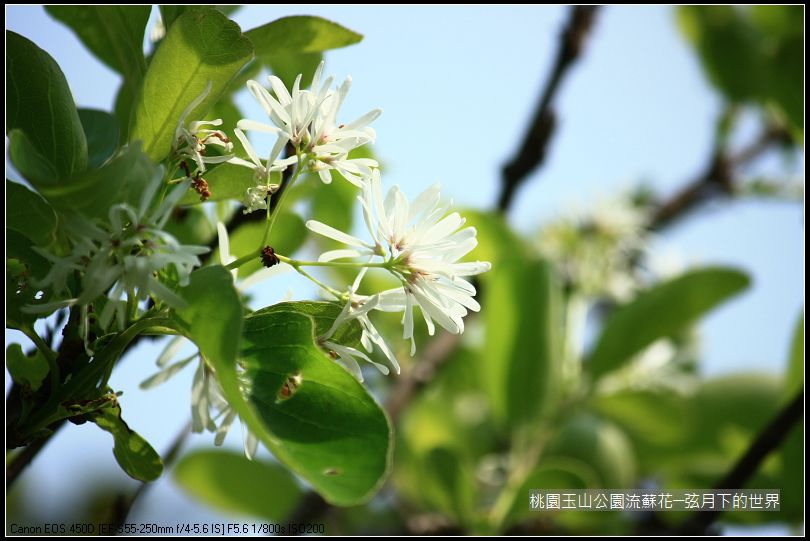 玉山公園流蘇花 (13).jpg