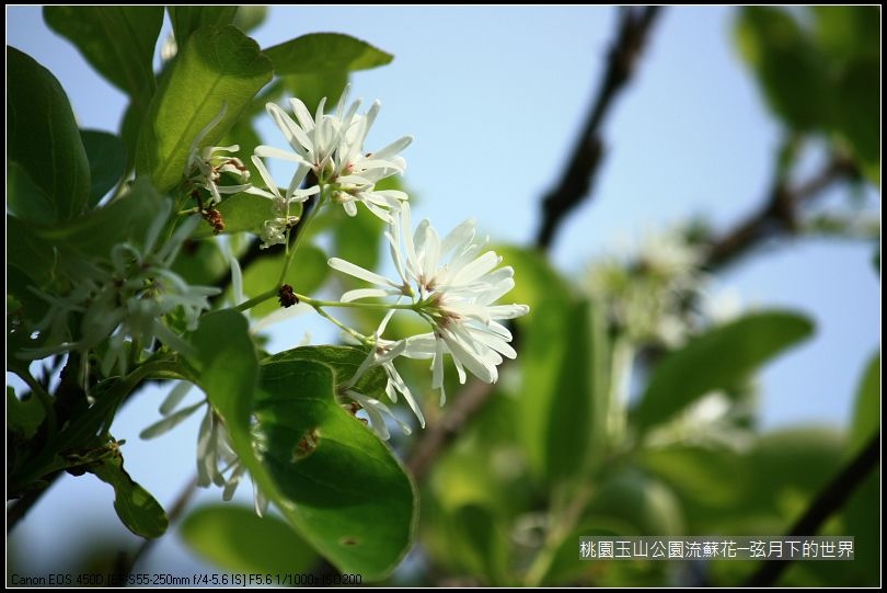 玉山公園流蘇花 (14).jpg