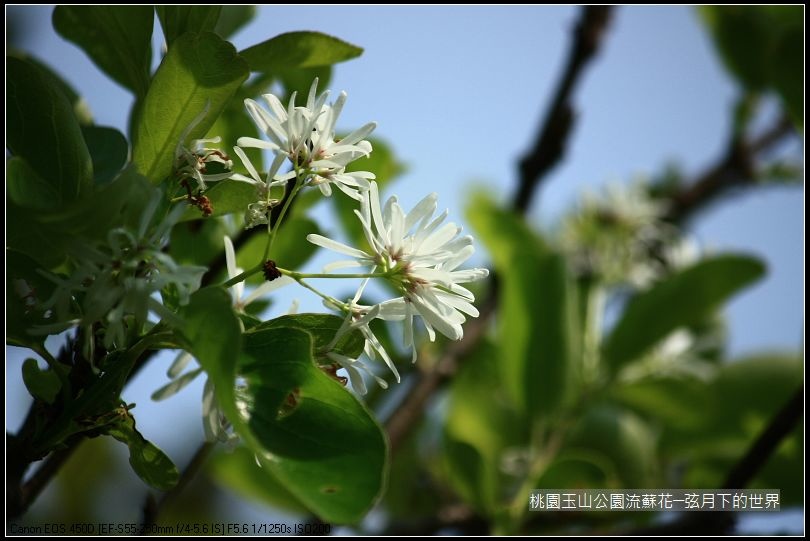 玉山公園流蘇花 (12).jpg