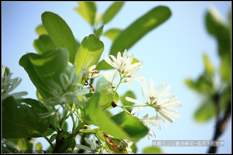 玉山公園流蘇花 (16).jpg