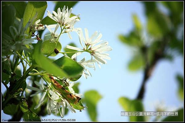 玉山公園流蘇花 (17).jpg