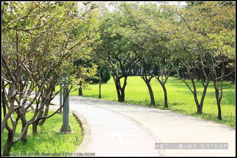 玉山公園流蘇花 (18).jpg