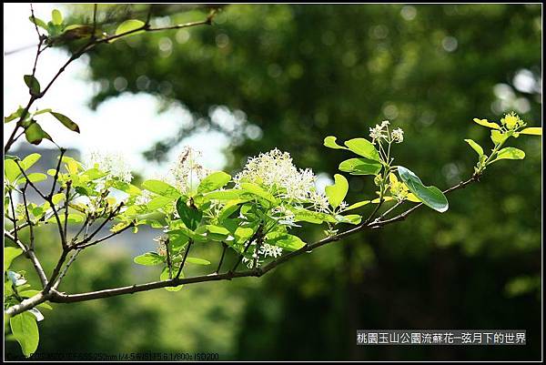 玉山公園流蘇花 (19).jpg