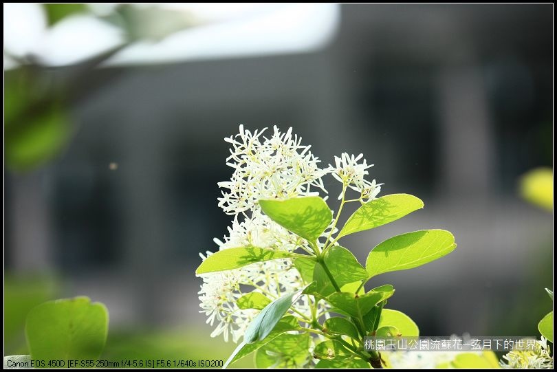 玉山公園流蘇花 (23).jpg