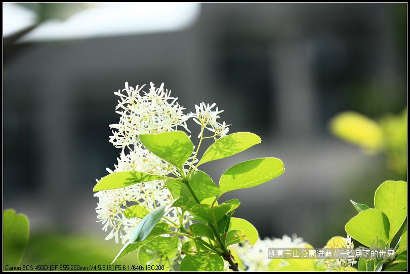 玉山公園流蘇花 (24).jpg