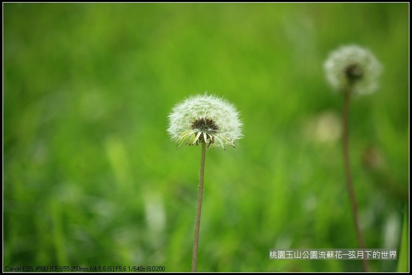 玉山公園流蘇花 (28).jpg