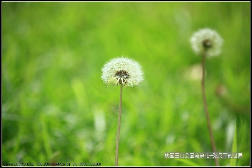 玉山公園流蘇花 (26).jpg