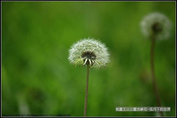 玉山公園流蘇花 (29).jpg