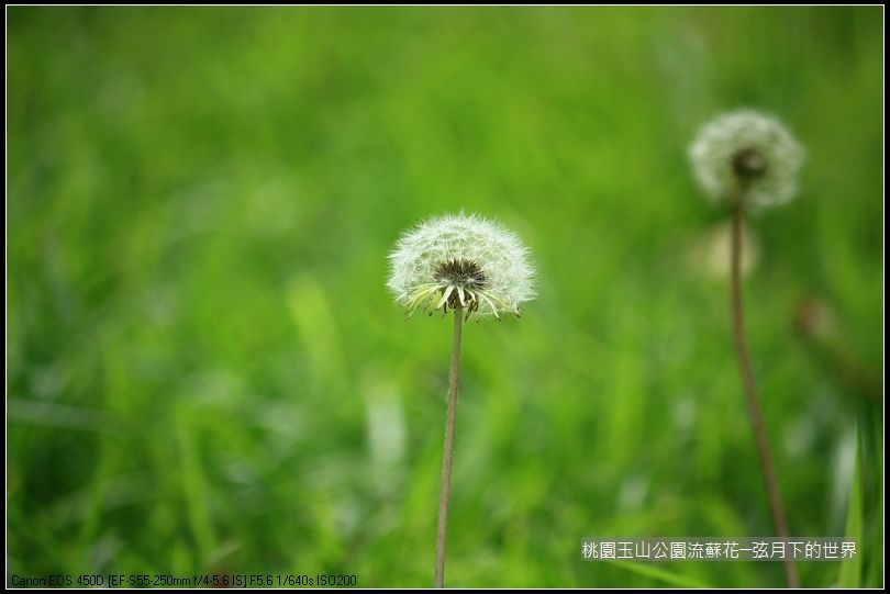 玉山公園流蘇花 (27).jpg