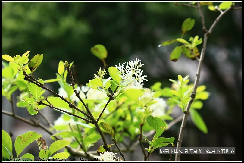 玉山公園流蘇花 (25).jpg