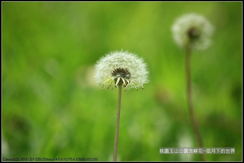 玉山公園流蘇花 (30).jpg