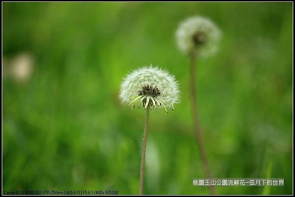 玉山公園流蘇花 (32).jpg