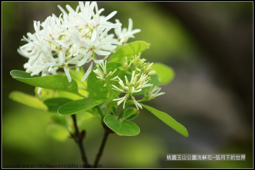 玉山公園流蘇花 (34).jpg