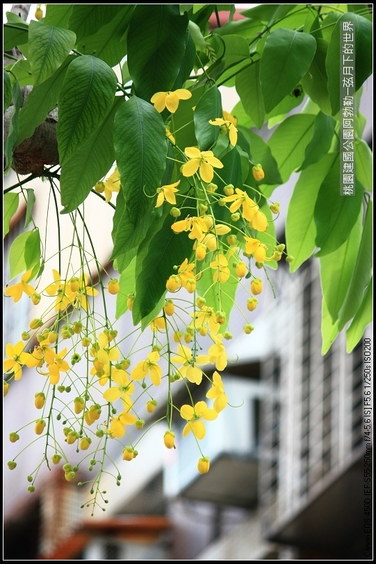 桃園-建國公園阿勃勒 (7)