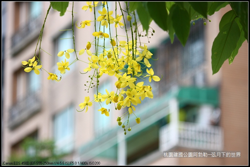 桃園-建國公園阿勃勒 (18)