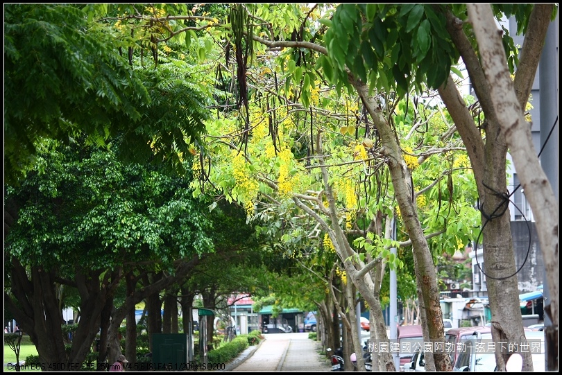 桃園-建國公園阿勃勒 (17)