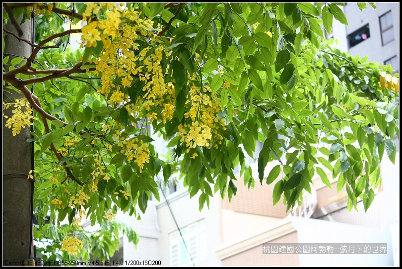 桃園-建國公園阿勃勒 (22)