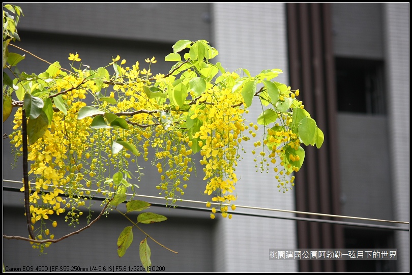 桃園-建國公園阿勃勒 (27)