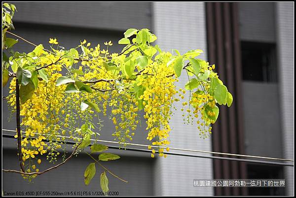 桃園-建國公園阿勃勒 (27)