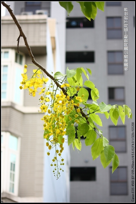 桃園-建國公園阿勃勒 (28)