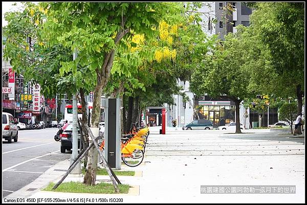 桃園-建國公園阿勃勒 (31)