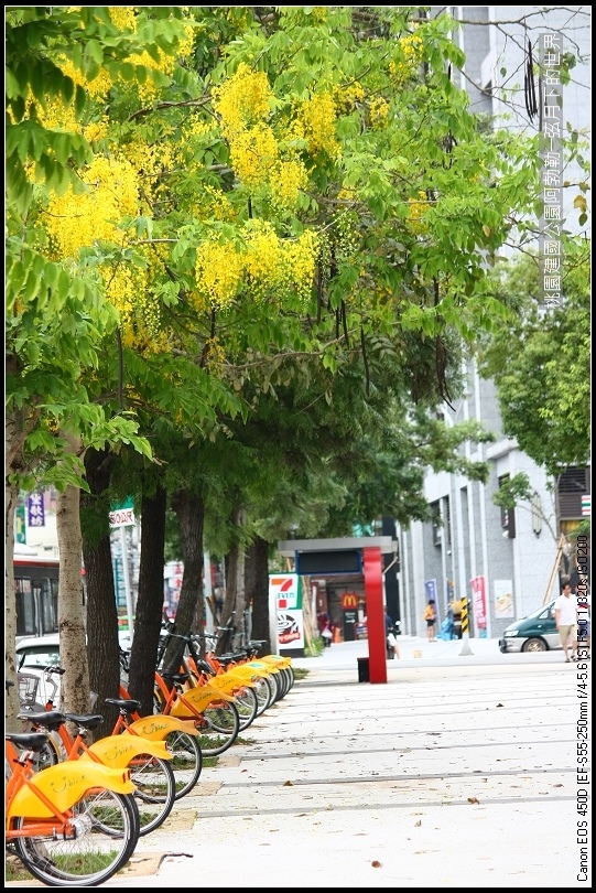 桃園-建國公園阿勃勒 (32)