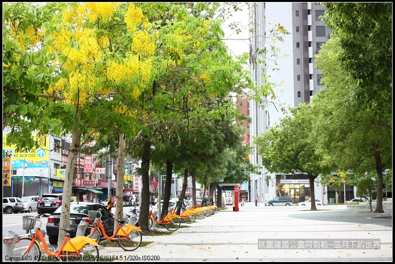 桃園-建國公園阿勃勒 (35)