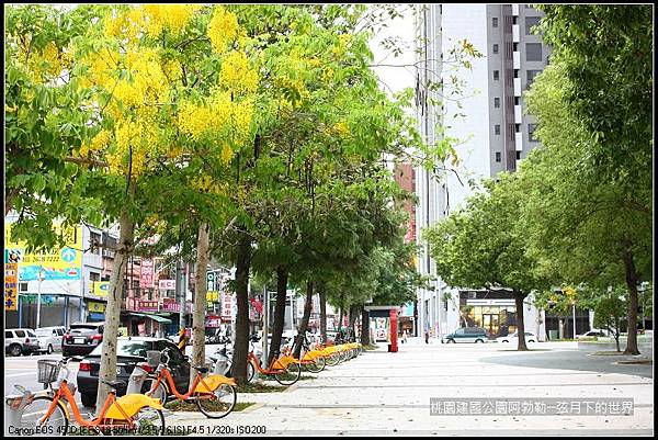桃園-建國公園阿勃勒 (35)
