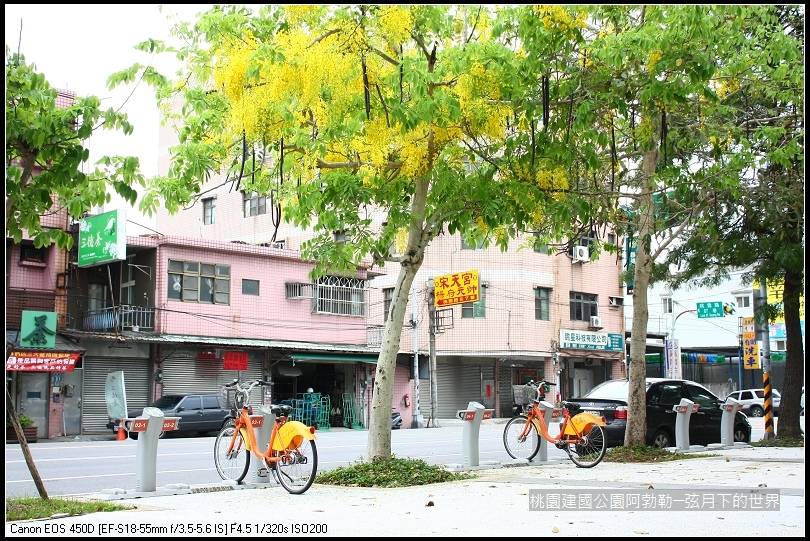 桃園-建國公園阿勃勒 (34)