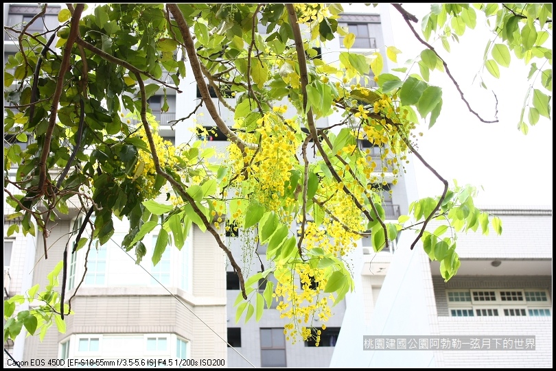 桃園-建國公園阿勃勒 (37)