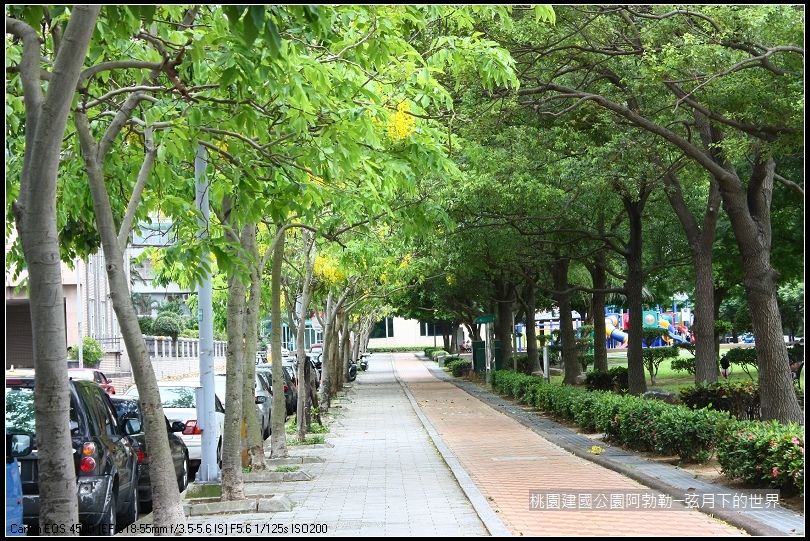 桃園-建國公園阿勃勒 (36)