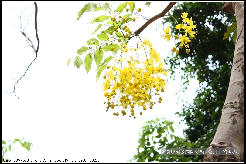 桃園-建國公園阿勃勒 (39)