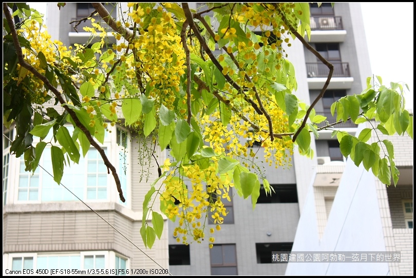 桃園-建國公園阿勃勒 (38)