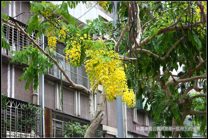 桃園-建國公園阿勃勒 (44)