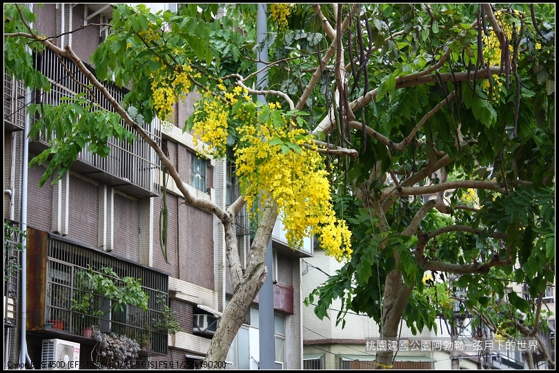 桃園-建國公園阿勃勒 (43)