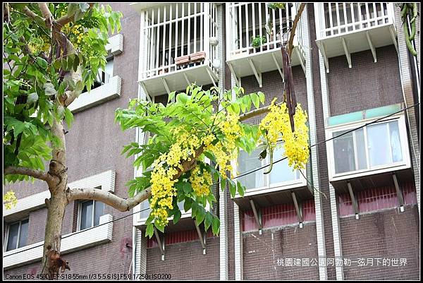 桃園-建國公園阿勃勒 (45)