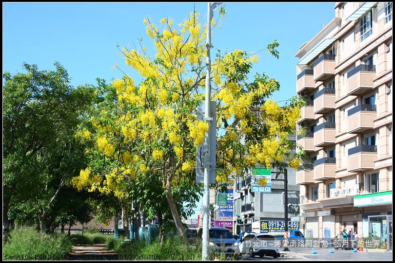 2017年竹北市-博愛南路阿勃勒 (3)