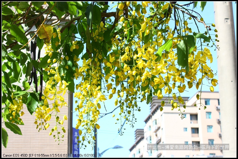 2017年竹北市-博愛南路阿勃勒 (14)