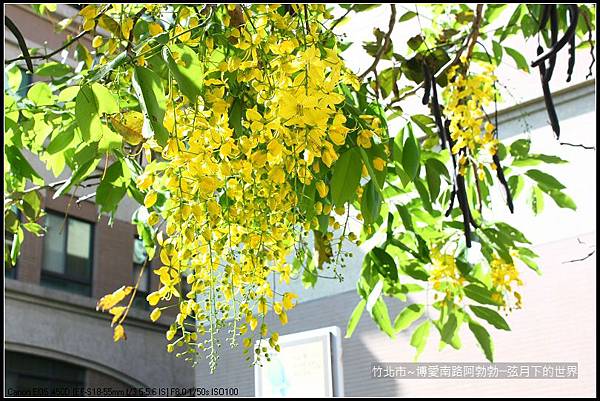 2017年竹北市-博愛南路阿勃勒 (16)