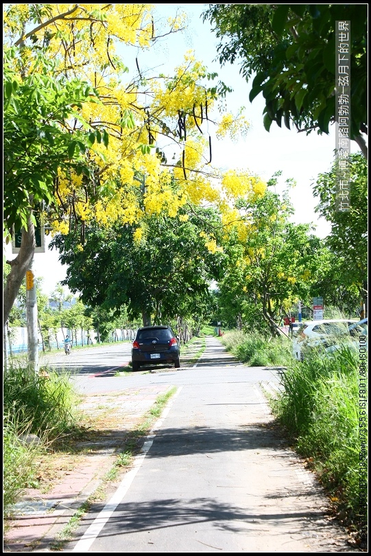 2017年竹北市-博愛南路阿勃勒 (20)