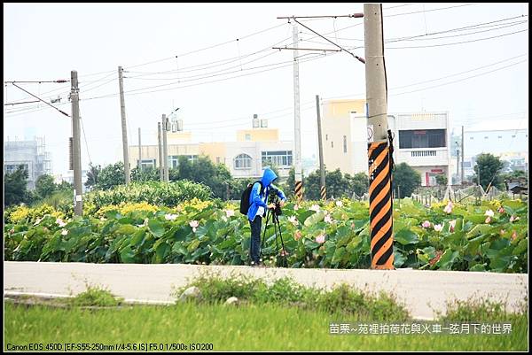 鐵道之旅~苗栗苑裡拍火車與荷花 (34).jpg
