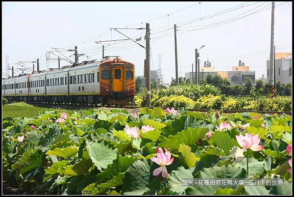 鐵道之旅~苗栗苑裡拍火車與荷花 (45).jpg