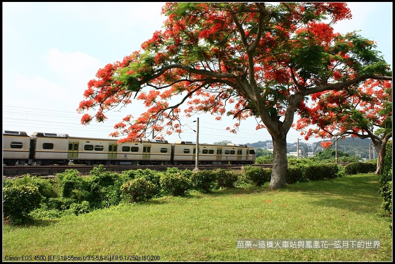 2017年苗栗~造橋拍火車與鳳凰花 (1)