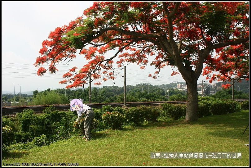 2017年苗栗~造橋拍火車與鳳凰花 (5)