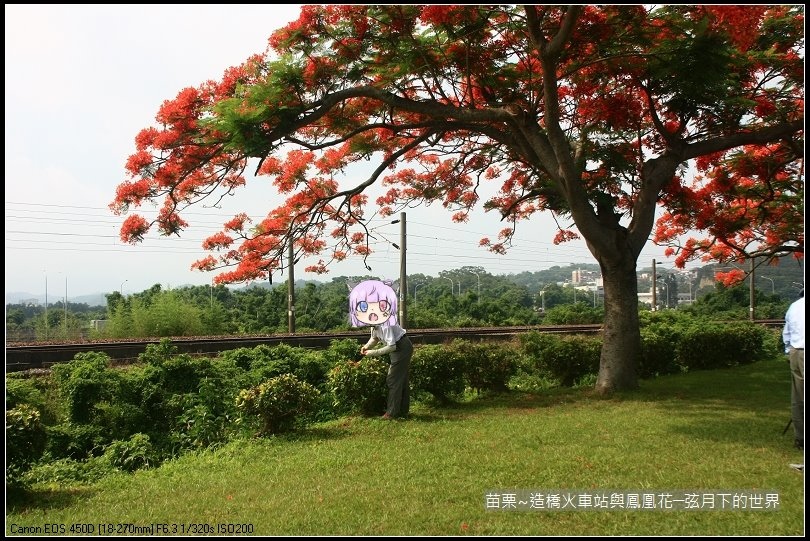 2017年苗栗~造橋拍火車與鳳凰花 (3)