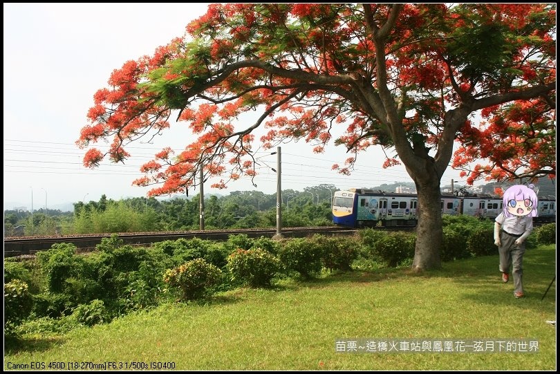 2017年苗栗~造橋拍火車與鳳凰花 (8)