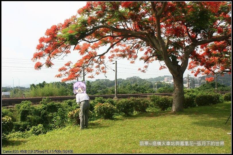 2017年苗栗~造橋拍火車與鳳凰花 (6)